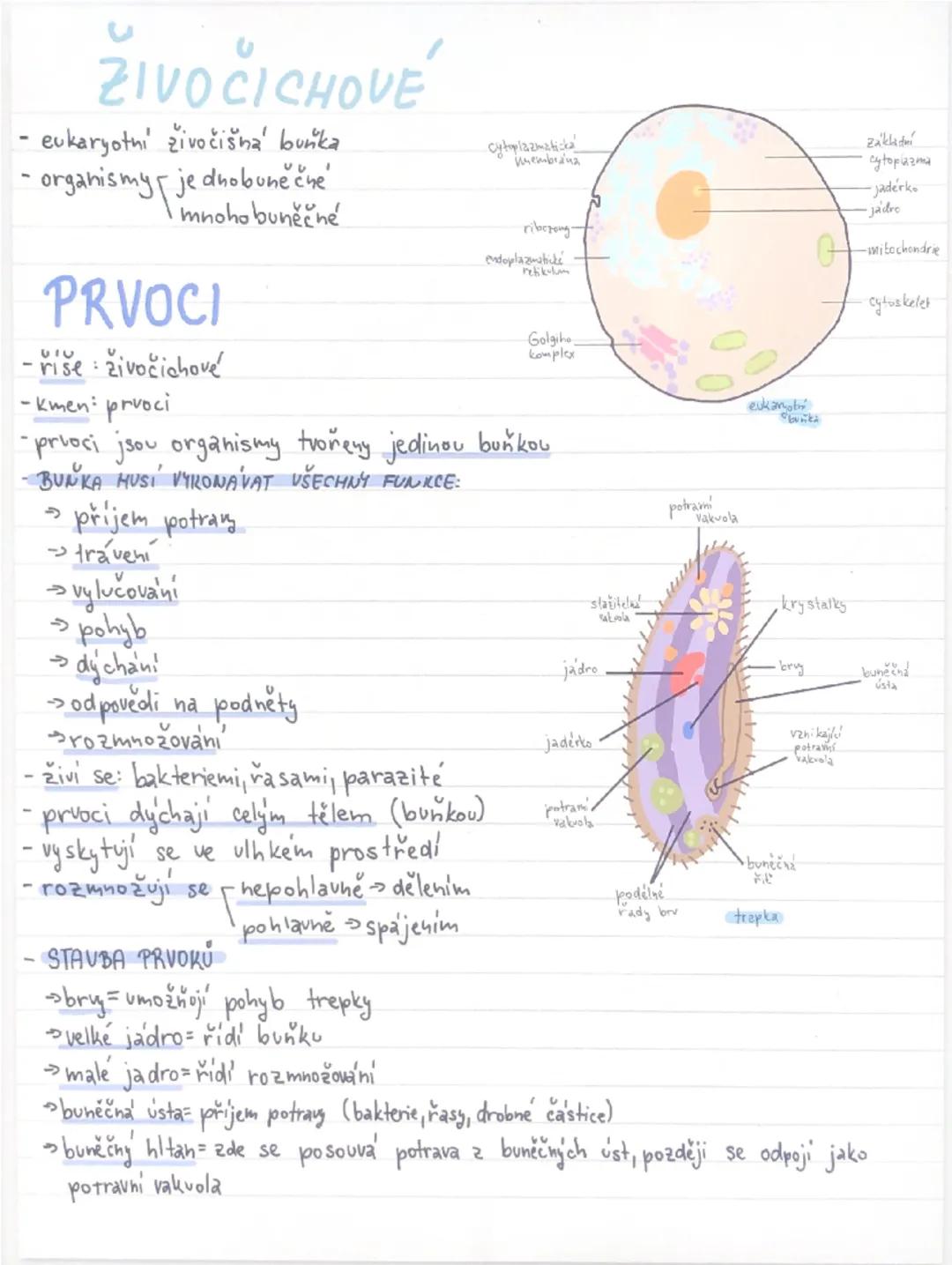 Prvoci