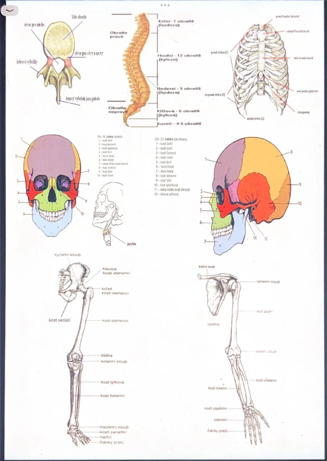 # TKÁNĚ
- soubor buněk, mající stejný tvar a funkci
# ROZDĚLENÍ TKÁNI
1) EPITELY
2) POJIVA (vazivo, chrupavka, kost)
3) SVALOVOU TKÁN
4) NER
