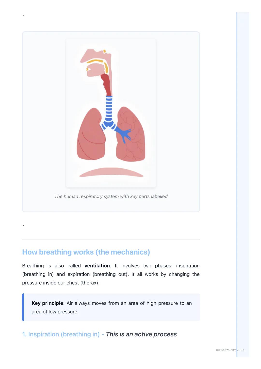 # Respiratory System

An introduction to the respiratory system

The main job of the respiratory system is to get oxygen (O2) from the air i