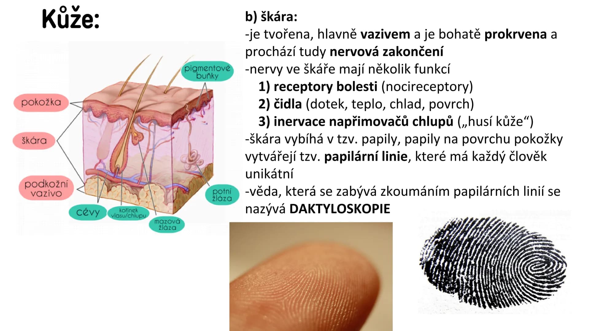 # Vylučovací soustava

- ledvina
- močovod
- močový měchýř
- močová trubice

řez ledvinou # Vylučovací soustava:

• funkce: - odstraňování o