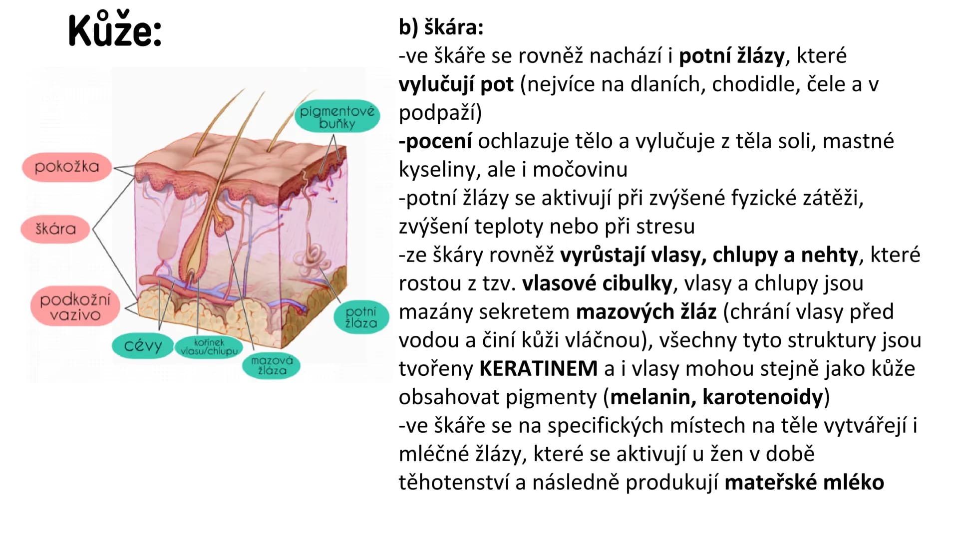 # Vylučovací soustava

- ledvina
- močovod
- močový měchýř
- močová trubice

řez ledvinou # Vylučovací soustava:

• funkce: - odstraňování o