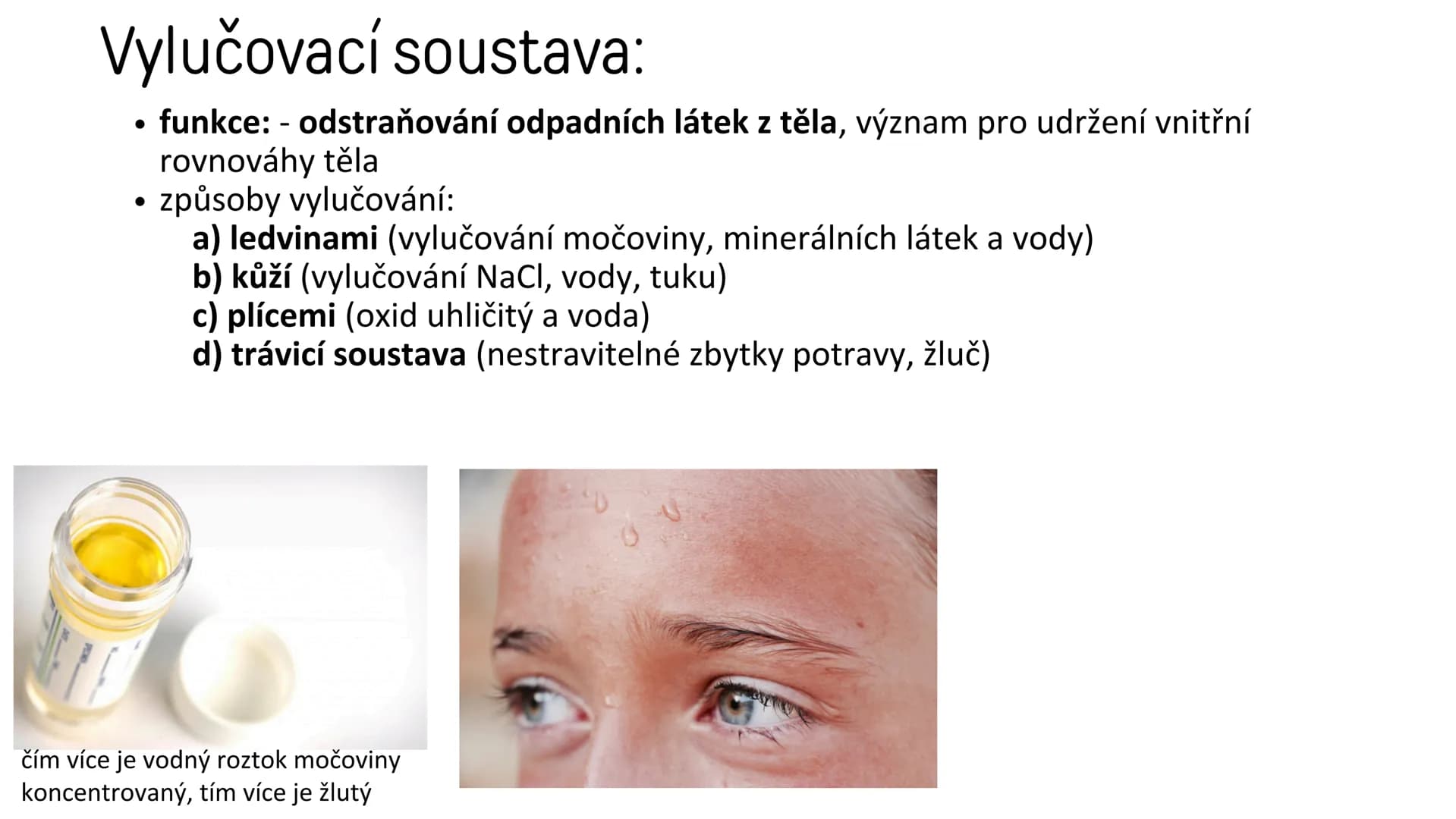 # Vylučovací soustava

- ledvina
- močovod
- močový měchýř
- močová trubice

řez ledvinou # Vylučovací soustava:

• funkce: - odstraňování o