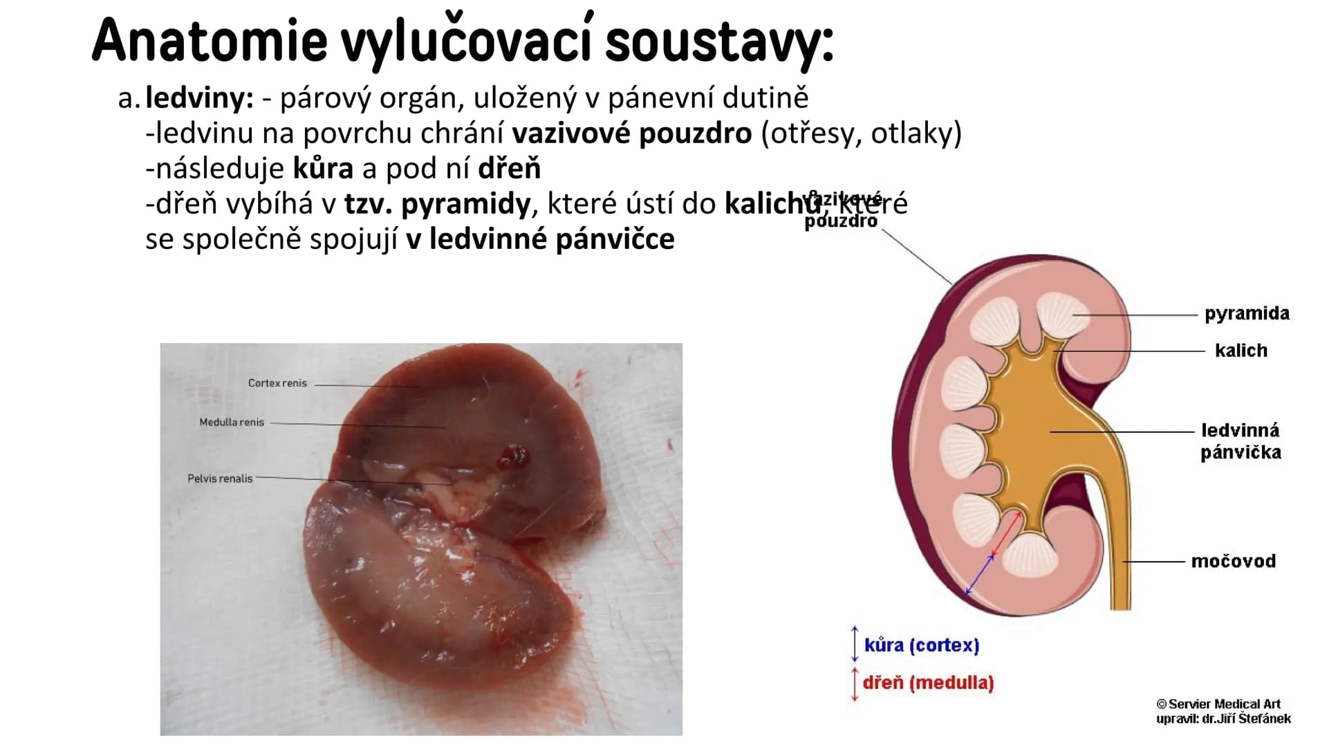 # Vylučovací soustava

- ledvina
- močovod
- močový měchýř
- močová trubice

řez ledvinou # Vylučovací soustava:

• funkce: - odstraňování o