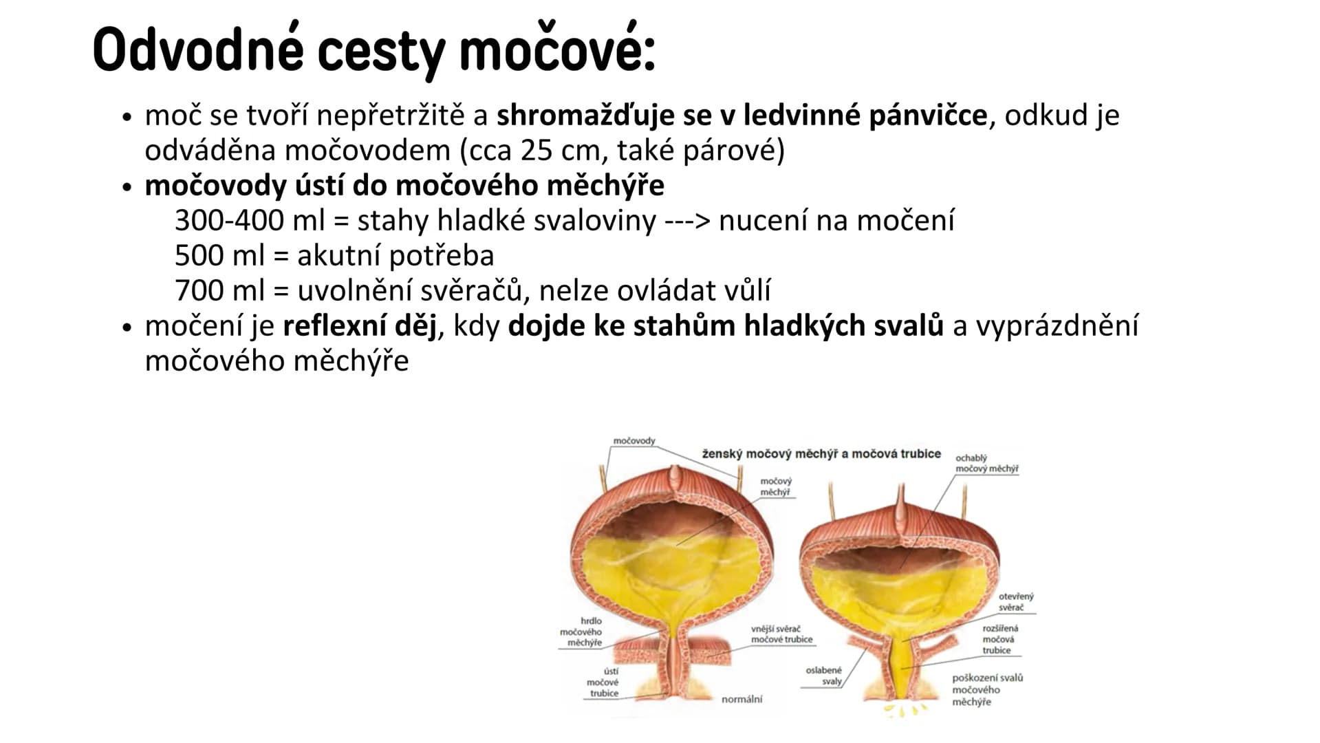 # Vylučovací soustava

- ledvina
- močovod
- močový měchýř
- močová trubice

řez ledvinou # Vylučovací soustava:

• funkce: - odstraňování o