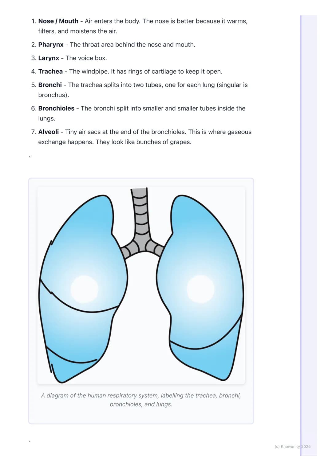 # The Respiratory System

Introduction to the respiratory system

The main job of the respiratory system is to get oxygen (02) into our body
