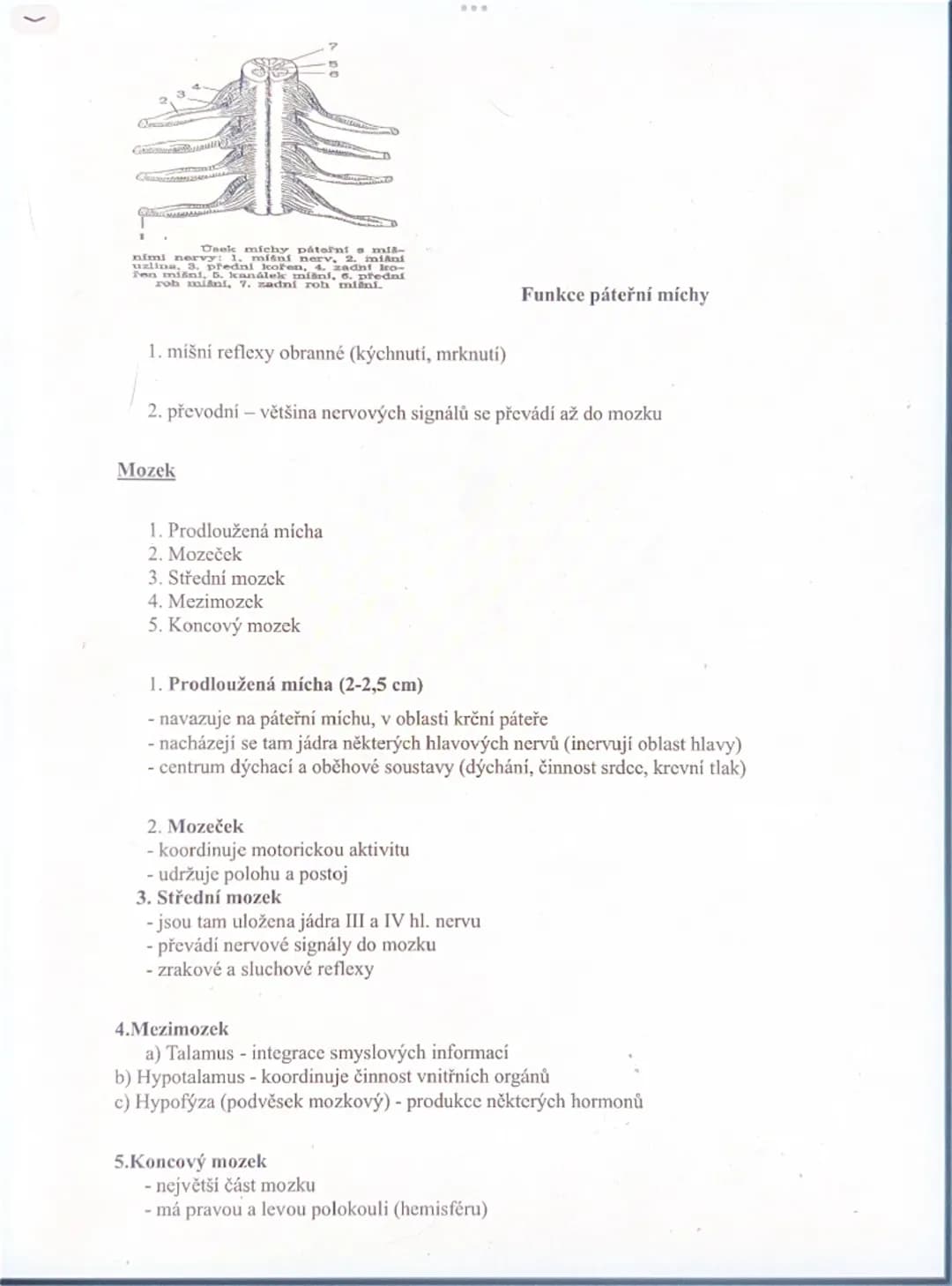 # NEROVÁ SOUSTAVA

- ovládá činnost všech orgánů v těle (kosterní svalstvo a vnitřní orgány)
- zajišťuje vyšší nervovou činnost (instinktivn