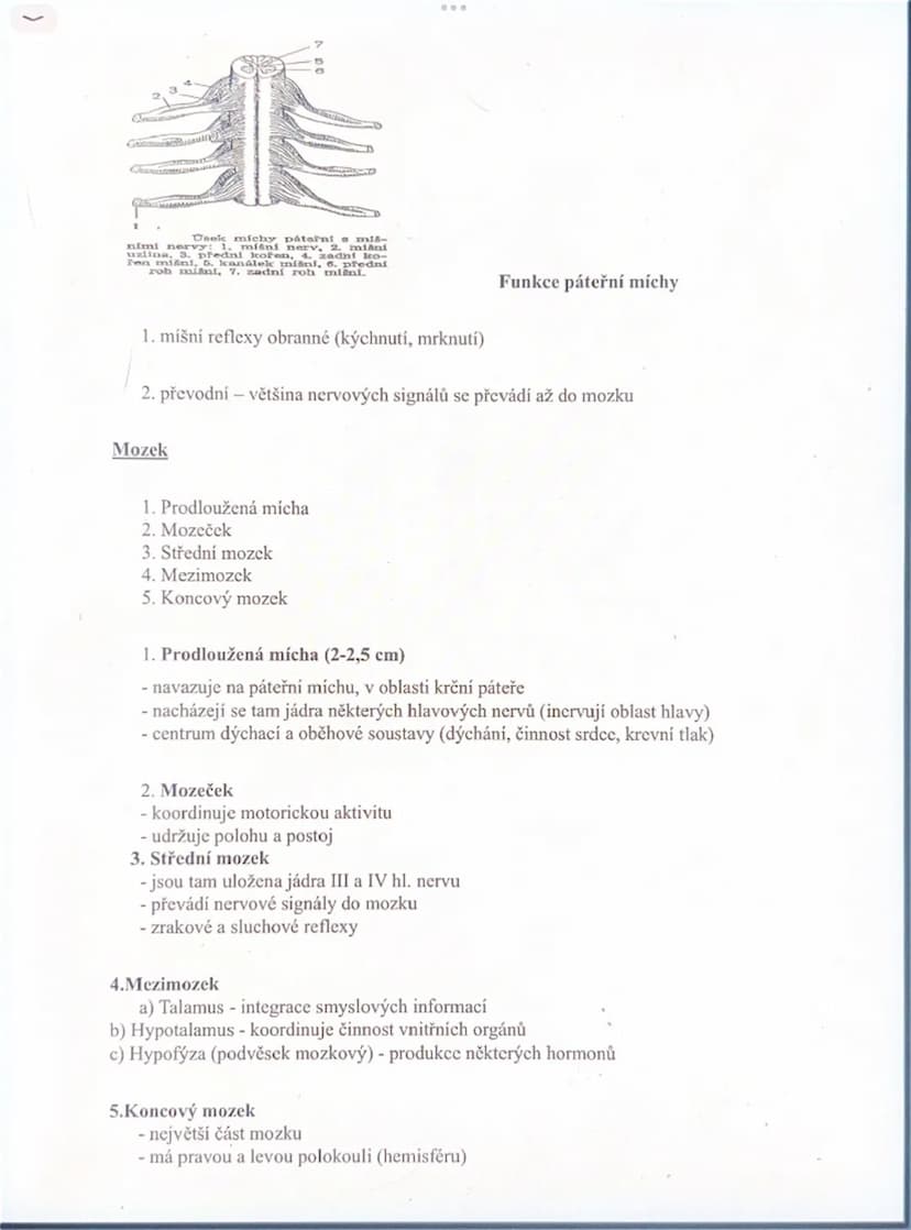 # NEROVÁ SOUSTAVA

- ovládá činnost všech orgánů v těle (kosterní svalstvo a vnitřní orgány)
- zajišťuje vyšší nervovou činnost (instinktivn