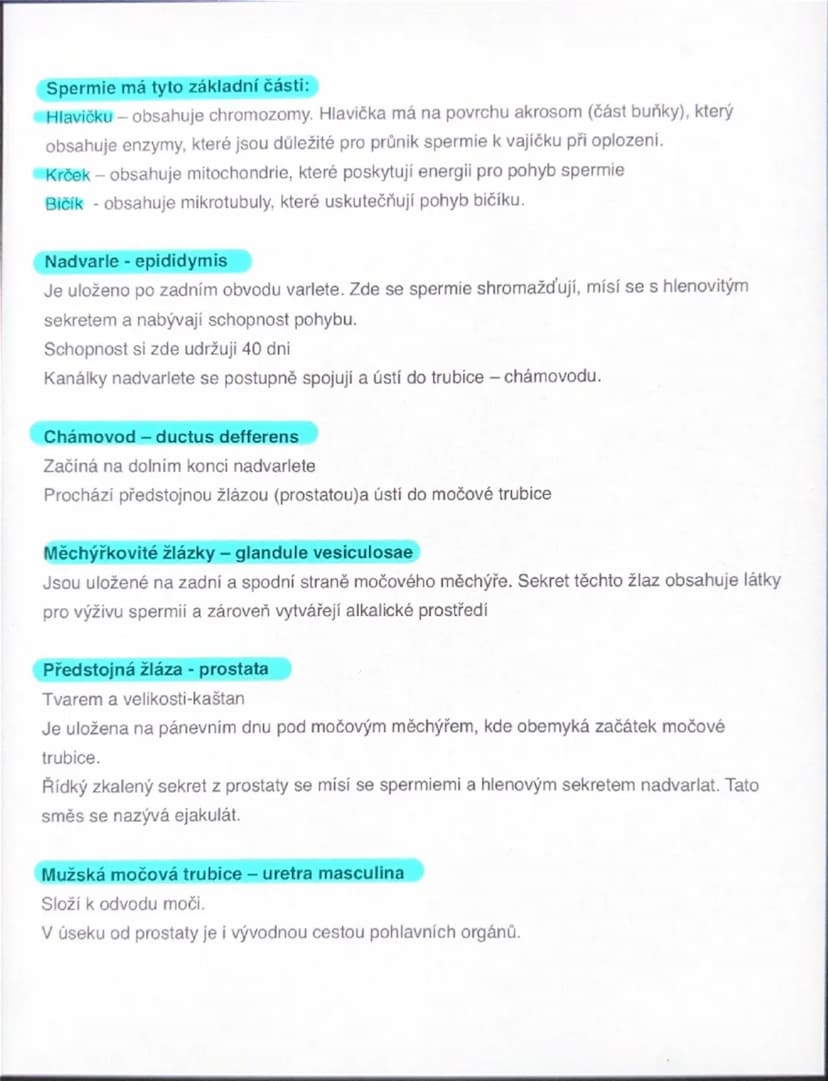 # Mužský reprodukční systém zajišťuje

Tvorbu pohlavních buněk (spermatogenezi)
Produkci pohlavních hormonů
Umožňuje pohlavní spojení (koitu