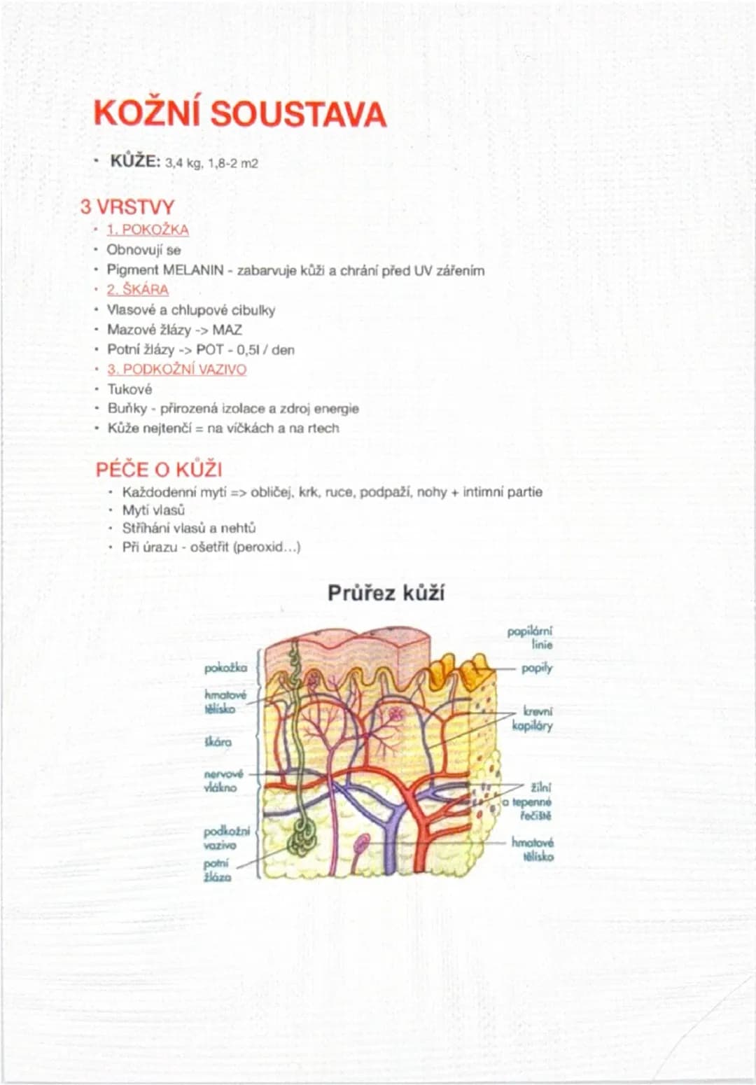 --- OCR Start ---
KOŽNÍ SOUSTAVA
KŮŽE: 3,4 kg, 1,8-2 m2
3 VRSTVY
1. POKOŽKA
Obnovují se
Pigment MELANIN - zabarvuje kůži a chrání před UV zá
