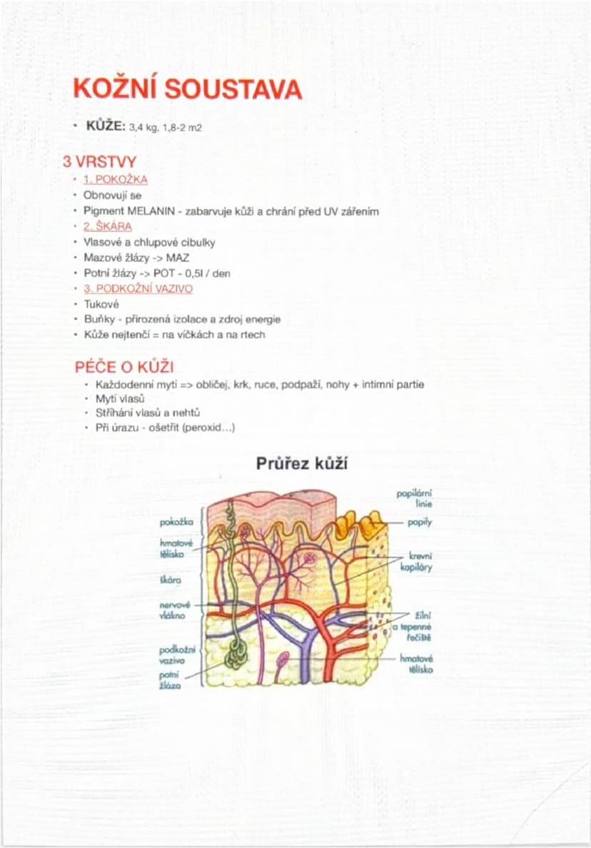 --- OCR Start ---
KOŽNÍ SOUSTAVA
KŮŽE: 3,4 kg, 1,8-2 m2
3 VRSTVY
1. POKOŽKA
Obnovují se
Pigment MELANIN - zabarvuje kůži a chrání před UV zá