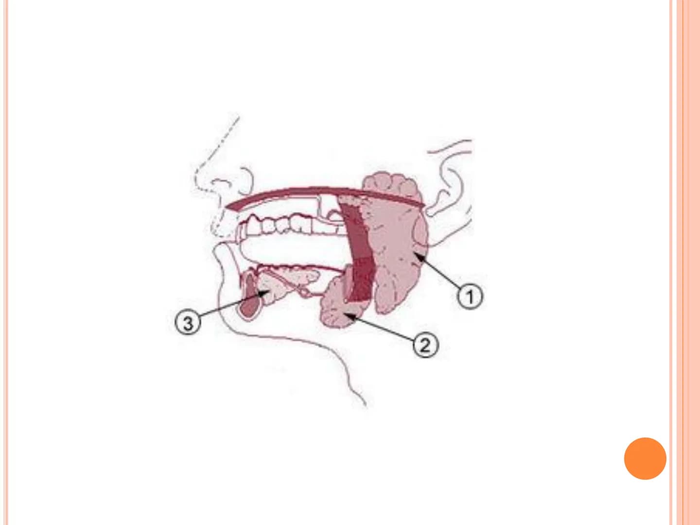 # TRÁVICÍ SOUSTAVA # TRÁVICÍ SOUSTAVA – APPARATUS
# DIGESTORIUS
* TS přijímá, zpracovává a vstřebává živné látky
* TS je nezbytná pro z