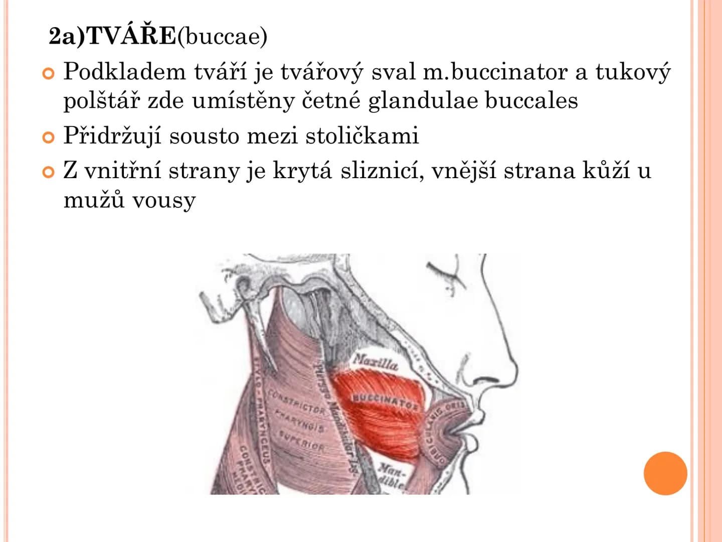 # TRÁVICÍ SOUSTAVA # TRÁVICÍ SOUSTAVA – APPARATUS
# DIGESTORIUS
* TS přijímá, zpracovává a vstřebává živné látky
* TS je nezbytná pro z