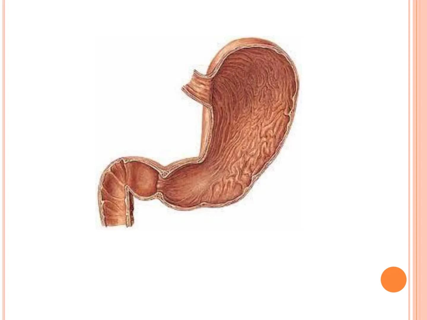 # TRÁVICÍ SOUSTAVA # TRÁVICÍ SOUSTAVA – APPARATUS
# DIGESTORIUS
* TS přijímá, zpracovává a vstřebává živné látky
* TS je nezbytná pro z