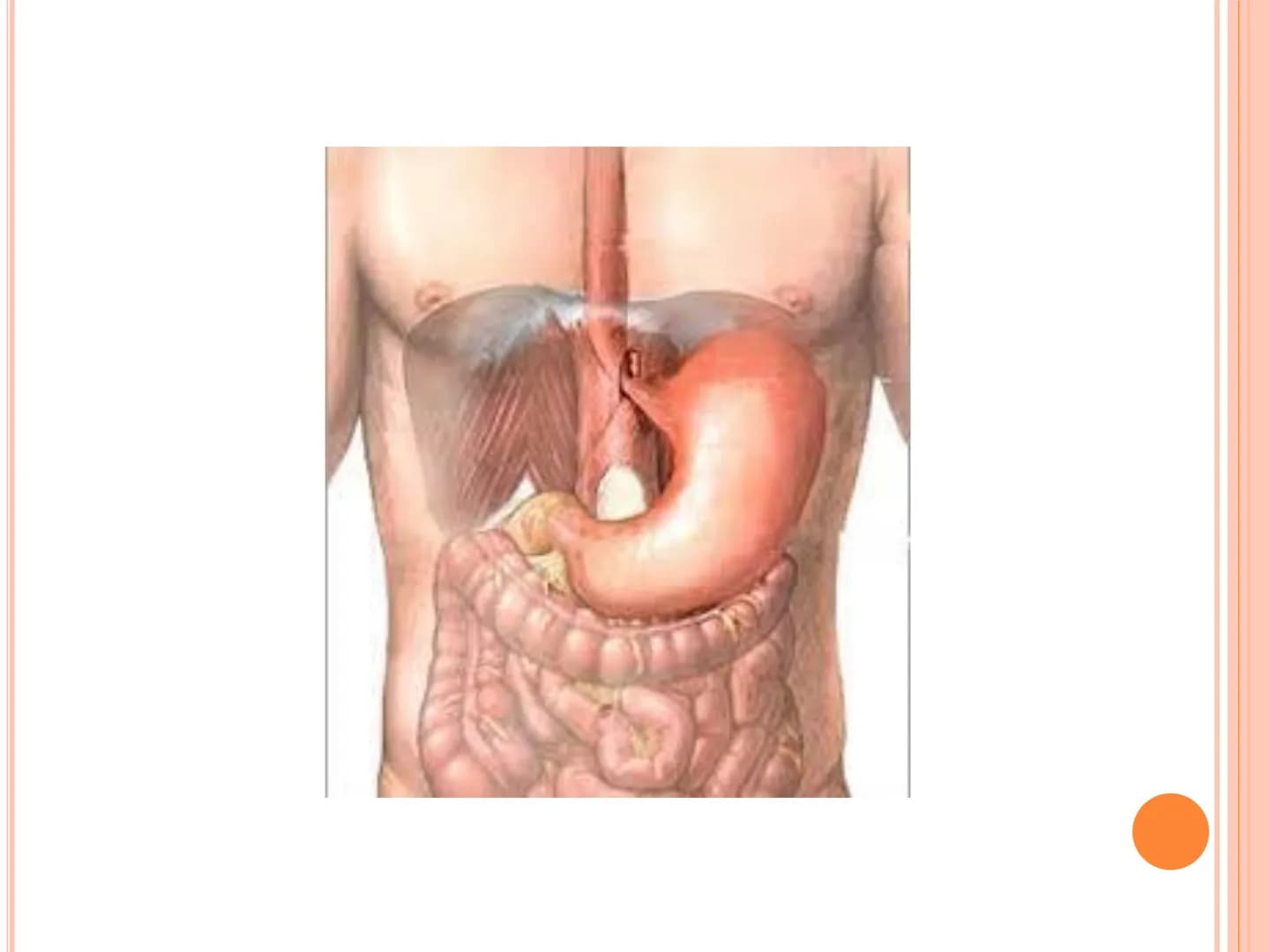 # TRÁVICÍ SOUSTAVA # TRÁVICÍ SOUSTAVA – APPARATUS
# DIGESTORIUS
* TS přijímá, zpracovává a vstřebává živné látky
* TS je nezbytná pro z