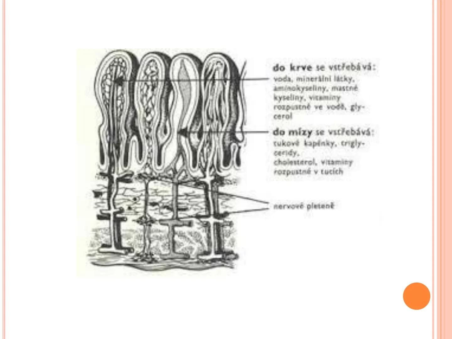 # TRÁVICÍ SOUSTAVA # TRÁVICÍ SOUSTAVA – APPARATUS
# DIGESTORIUS
* TS přijímá, zpracovává a vstřebává živné látky
* TS je nezbytná pro z