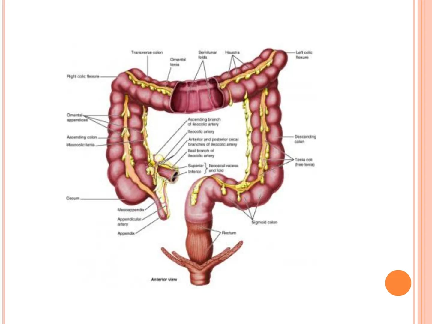 # TRÁVICÍ SOUSTAVA # TRÁVICÍ SOUSTAVA – APPARATUS
# DIGESTORIUS
* TS přijímá, zpracovává a vstřebává živné látky
* TS je nezbytná pro z