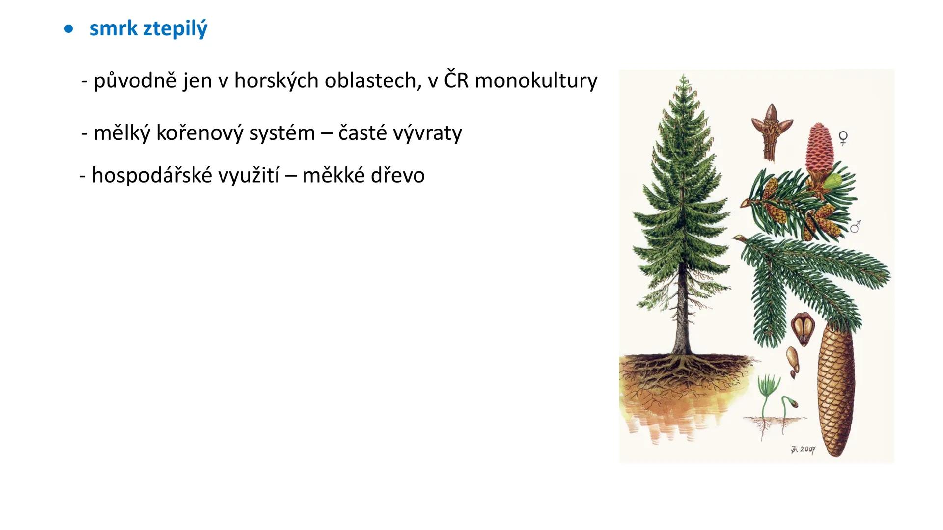 # Oddělení: NAHOSEMENNÉ ROSTLINY - vznik v prvohorách
- pouze keře a stromy
- druhotné tloustnutí ! (tvorba kambia a felogenu)
- nahá vajíčk