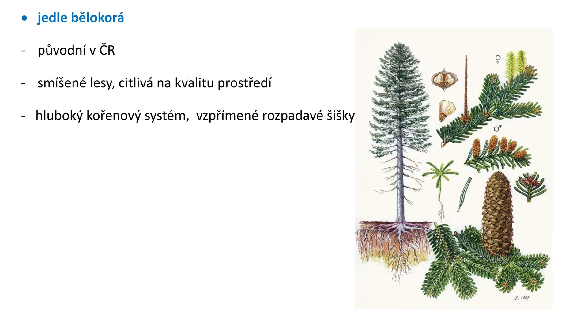 # Oddělení: NAHOSEMENNÉ ROSTLINY - vznik v prvohorách
- pouze keře a stromy
- druhotné tloustnutí ! (tvorba kambia a felogenu)
- nahá vajíčk