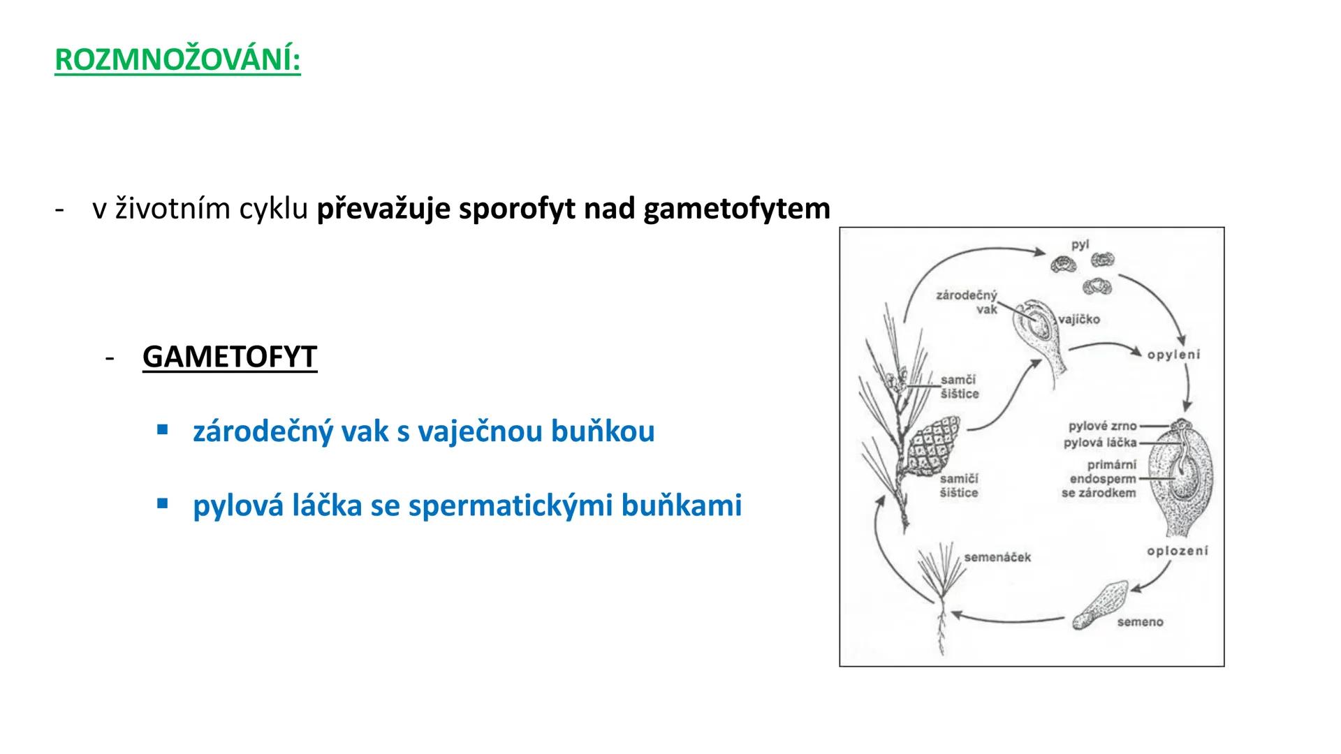 # Oddělení: NAHOSEMENNÉ ROSTLINY - vznik v prvohorách
- pouze keře a stromy
- druhotné tloustnutí ! (tvorba kambia a felogenu)
- nahá vajíčk
