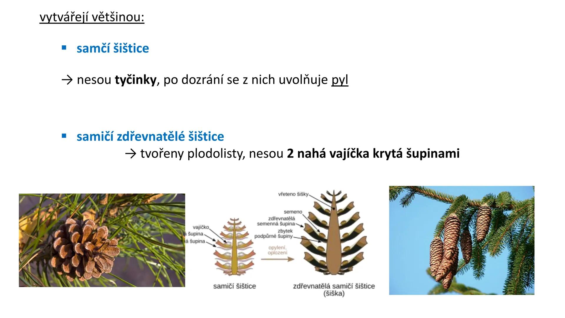 # Oddělení: NAHOSEMENNÉ ROSTLINY - vznik v prvohorách
- pouze keře a stromy
- druhotné tloustnutí ! (tvorba kambia a felogenu)
- nahá vajíčk