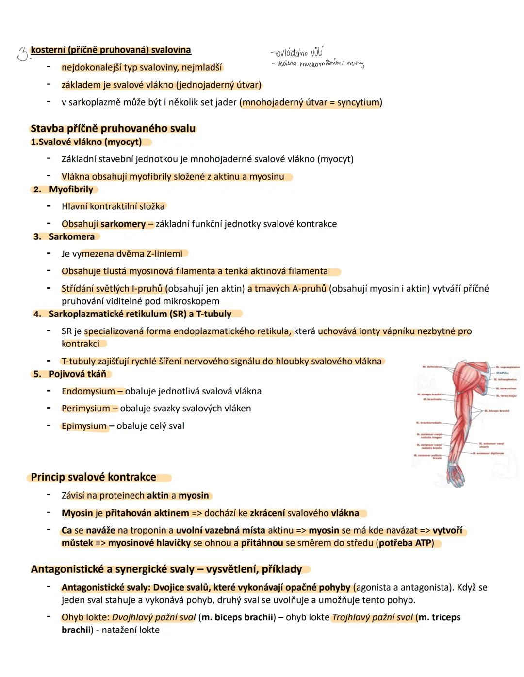 # MO 21 Opěrná a pohybová soustava člověka a jeho fylogeneze
Pojmy a jejich definice:
1. Pojivo
* Vazivo - měkká pojivová tkáň, která s