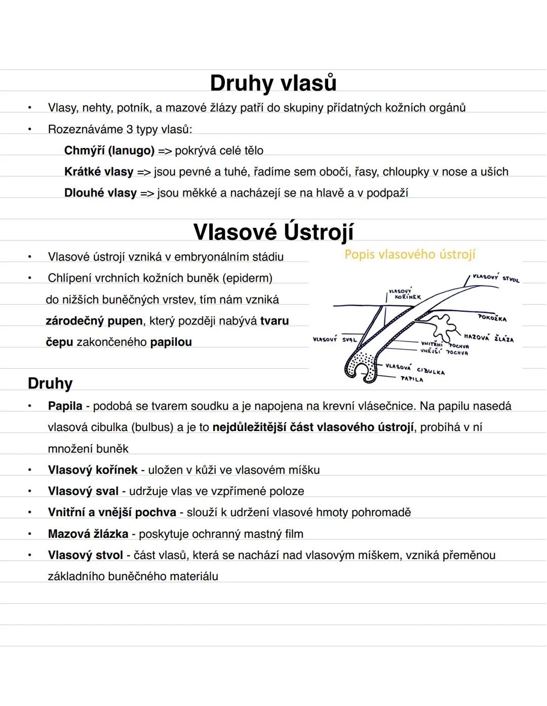 # Druhy vlasů
- Vlasy, nehty, potník, a mazové žlázy patří do skupiny přídatných kožních orgánů
- Rozeznáváme 3 typy vlasů:
Chmýří (lanu