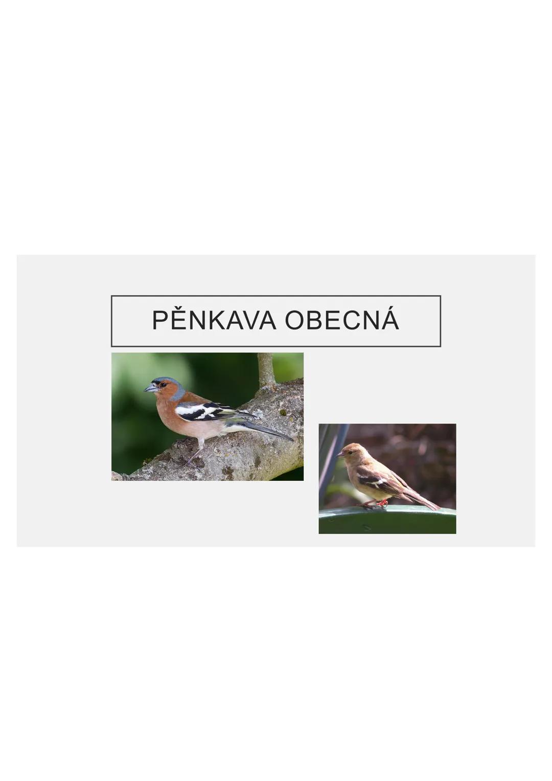 # PĚVCI --- OCR Start ---
ZNAKY
drobní až střední ptáci
nohy se 3 prsty dopředu a 1 dozadu
nohy pokryté rohovitými šupinami
složité hlasové