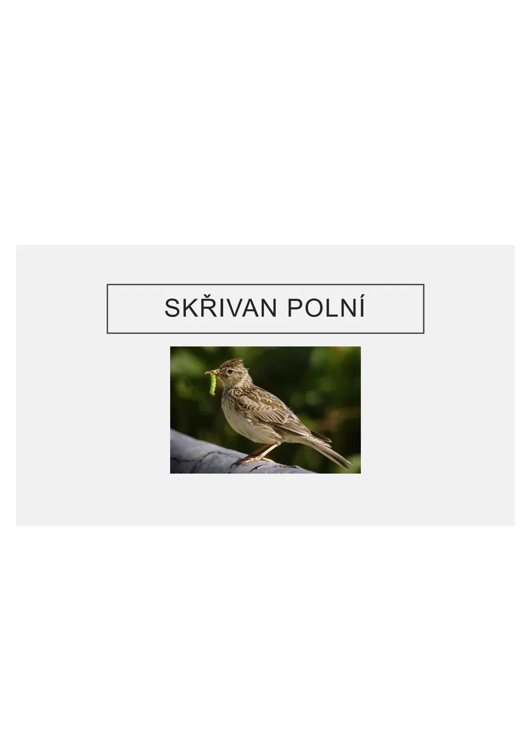 # PĚVCI --- OCR Start ---
ZNAKY
drobní až střední ptáci
nohy se 3 prsty dopředu a 1 dozadu
nohy pokryté rohovitými šupinami
složité hlasové