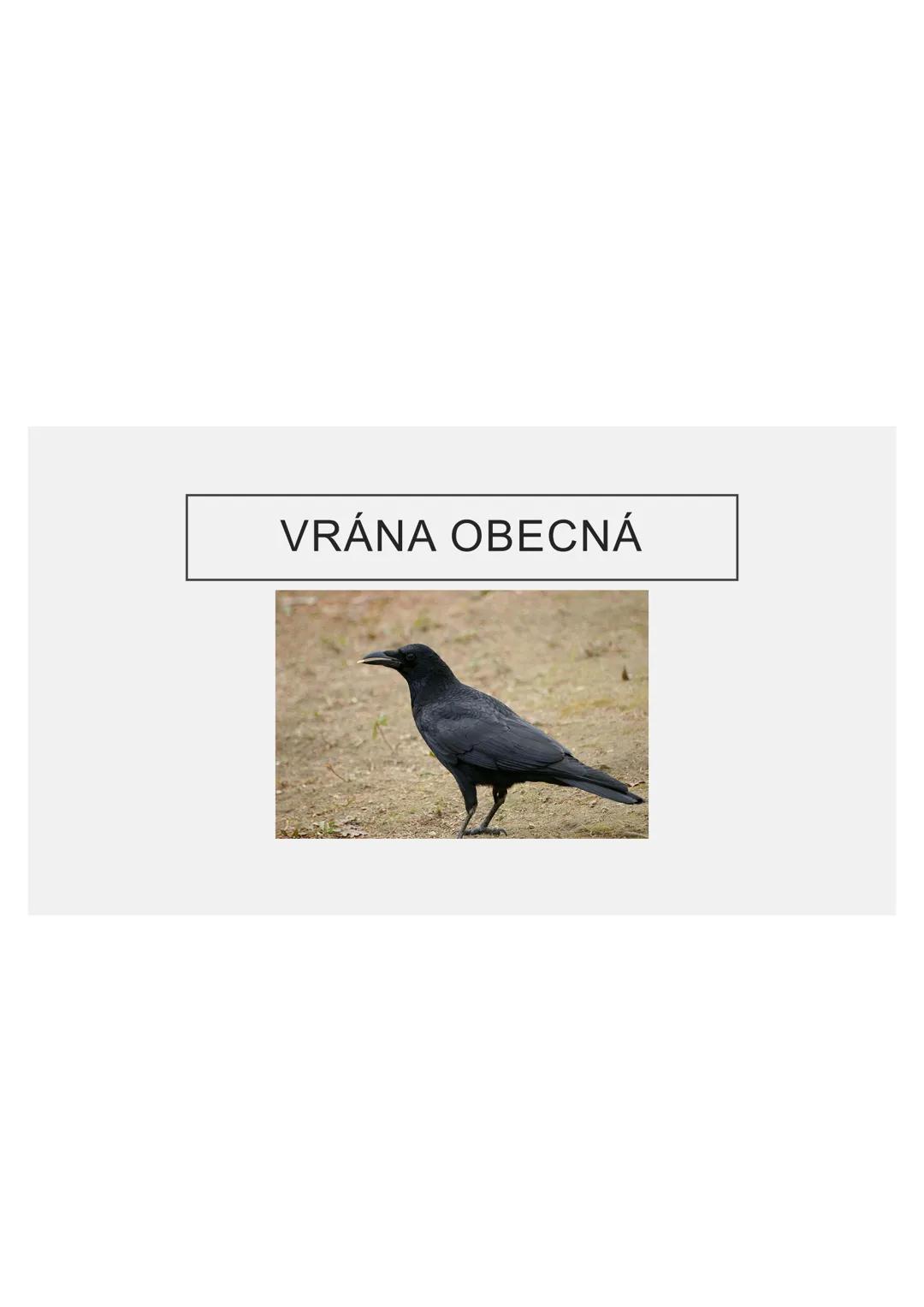 # PĚVCI --- OCR Start ---
ZNAKY
drobní až střední ptáci
nohy se 3 prsty dopředu a 1 dozadu
nohy pokryté rohovitými šupinami
složité hlasové