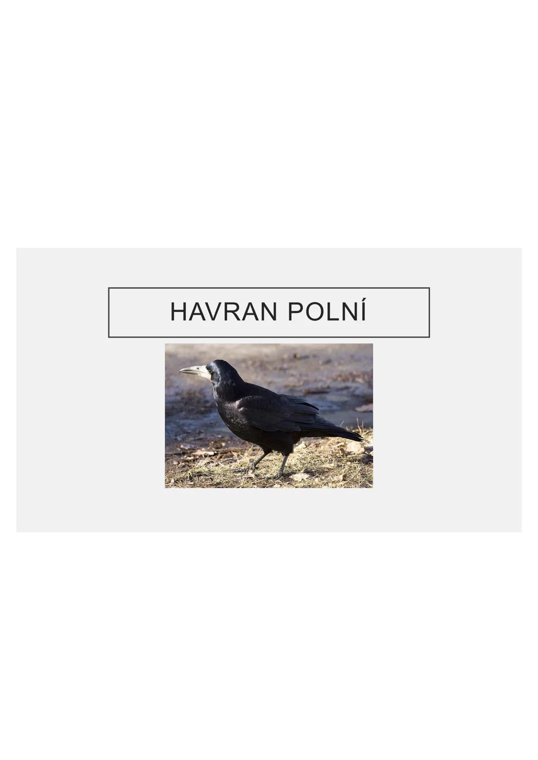 # PĚVCI --- OCR Start ---
ZNAKY
drobní až střední ptáci
nohy se 3 prsty dopředu a 1 dozadu
nohy pokryté rohovitými šupinami
složité hlasové