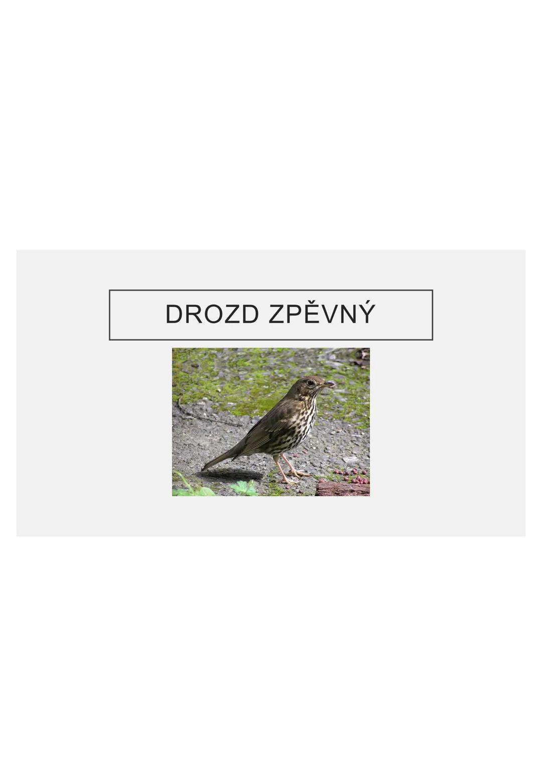 # PĚVCI --- OCR Start ---
ZNAKY
drobní až střední ptáci
nohy se 3 prsty dopředu a 1 dozadu
nohy pokryté rohovitými šupinami
složité hlasové