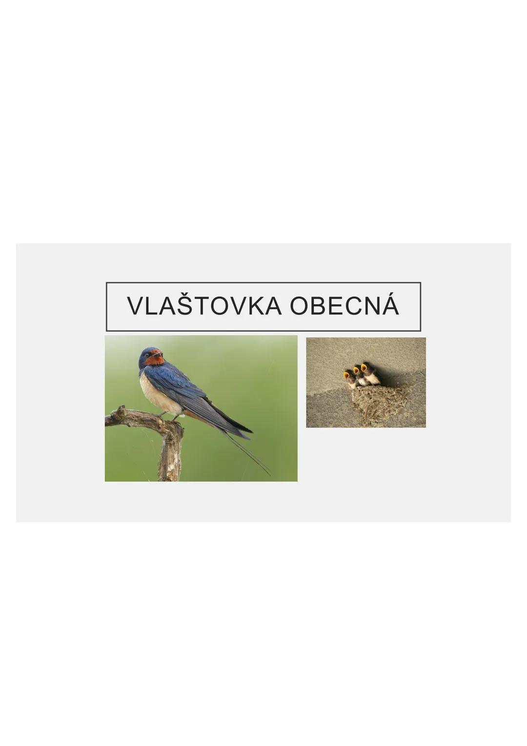 # PĚVCI --- OCR Start ---
ZNAKY
drobní až střední ptáci
nohy se 3 prsty dopředu a 1 dozadu
nohy pokryté rohovitými šupinami
složité hlasové