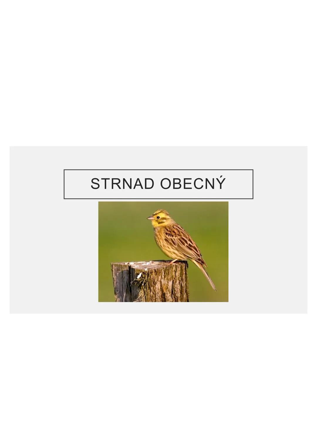 # PĚVCI --- OCR Start ---
ZNAKY
drobní až střední ptáci
nohy se 3 prsty dopředu a 1 dozadu
nohy pokryté rohovitými šupinami
složité hlasové