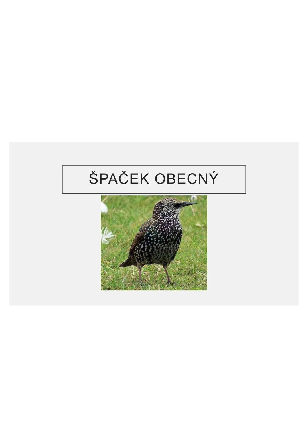 # PĚVCI --- OCR Start ---
ZNAKY
drobní až střední ptáci
nohy se 3 prsty dopředu a 1 dozadu
nohy pokryté rohovitými šupinami
složité hlasové