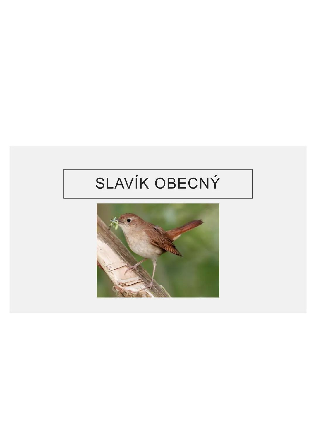 # PĚVCI --- OCR Start ---
ZNAKY
drobní až střední ptáci
nohy se 3 prsty dopředu a 1 dozadu
nohy pokryté rohovitými šupinami
složité hlasové