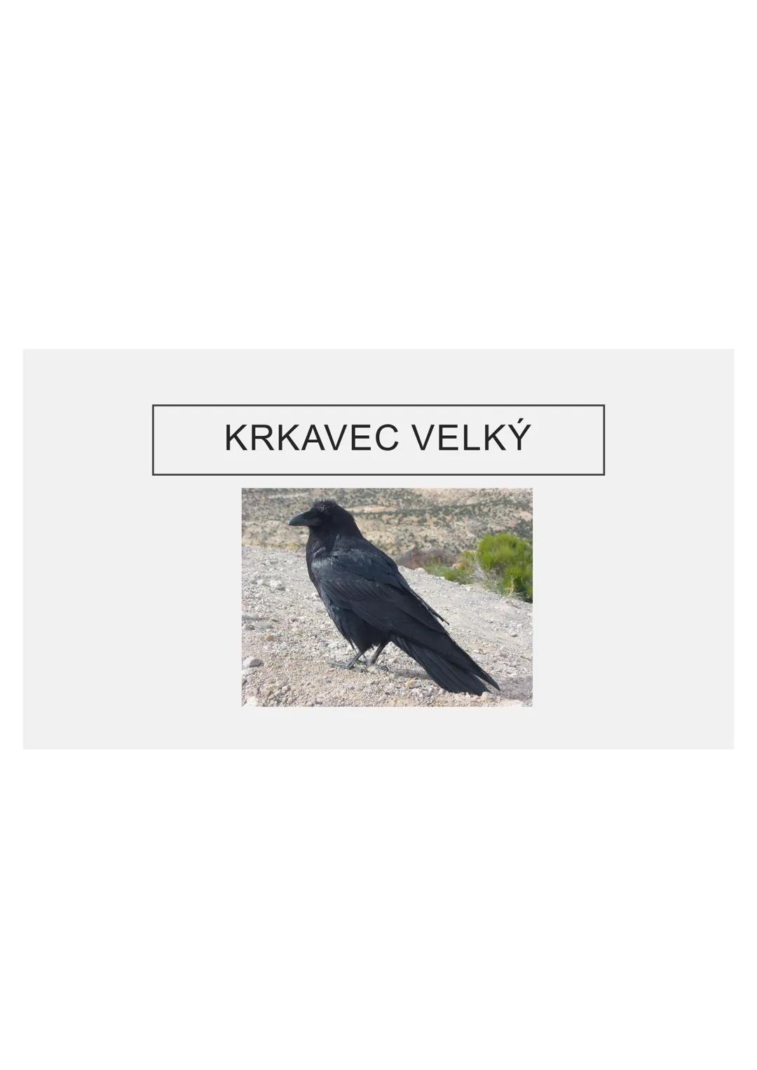 # PĚVCI --- OCR Start ---
ZNAKY
drobní až střední ptáci
nohy se 3 prsty dopředu a 1 dozadu
nohy pokryté rohovitými šupinami
složité hlasové