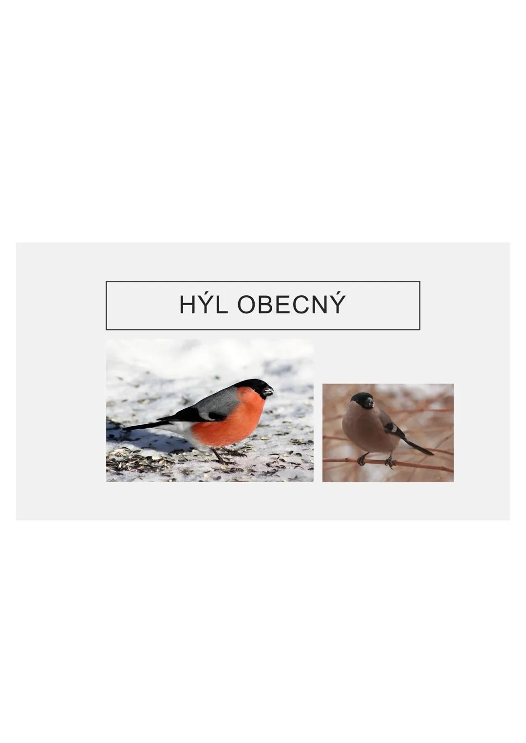 # PĚVCI --- OCR Start ---
ZNAKY
drobní až střední ptáci
nohy se 3 prsty dopředu a 1 dozadu
nohy pokryté rohovitými šupinami
složité hlasové