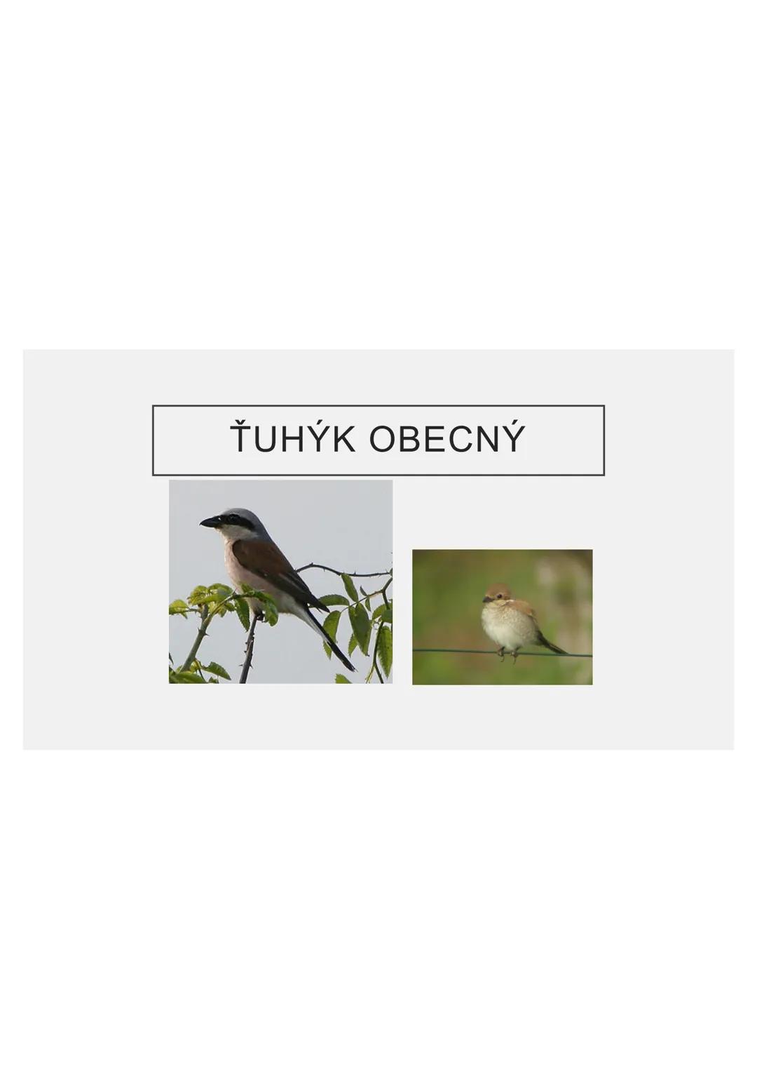 # PĚVCI --- OCR Start ---
ZNAKY
drobní až střední ptáci
nohy se 3 prsty dopředu a 1 dozadu
nohy pokryté rohovitými šupinami
složité hlasové