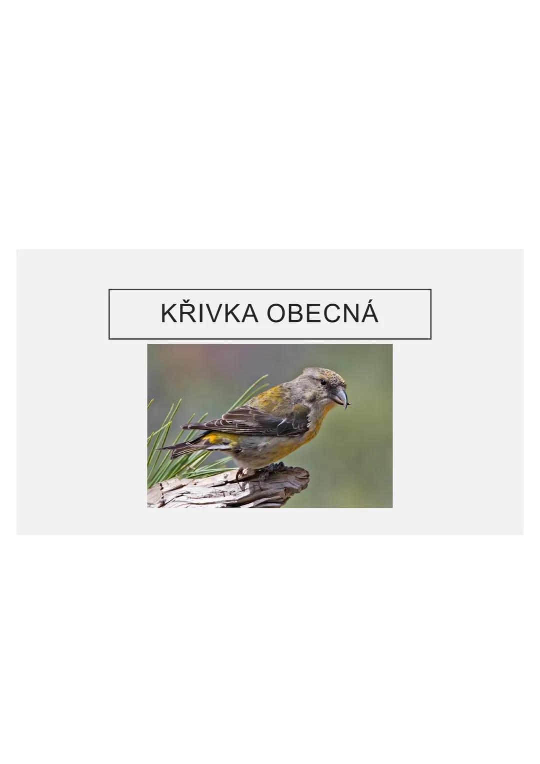 # PĚVCI --- OCR Start ---
ZNAKY
drobní až střední ptáci
nohy se 3 prsty dopředu a 1 dozadu
nohy pokryté rohovitými šupinami
složité hlasové