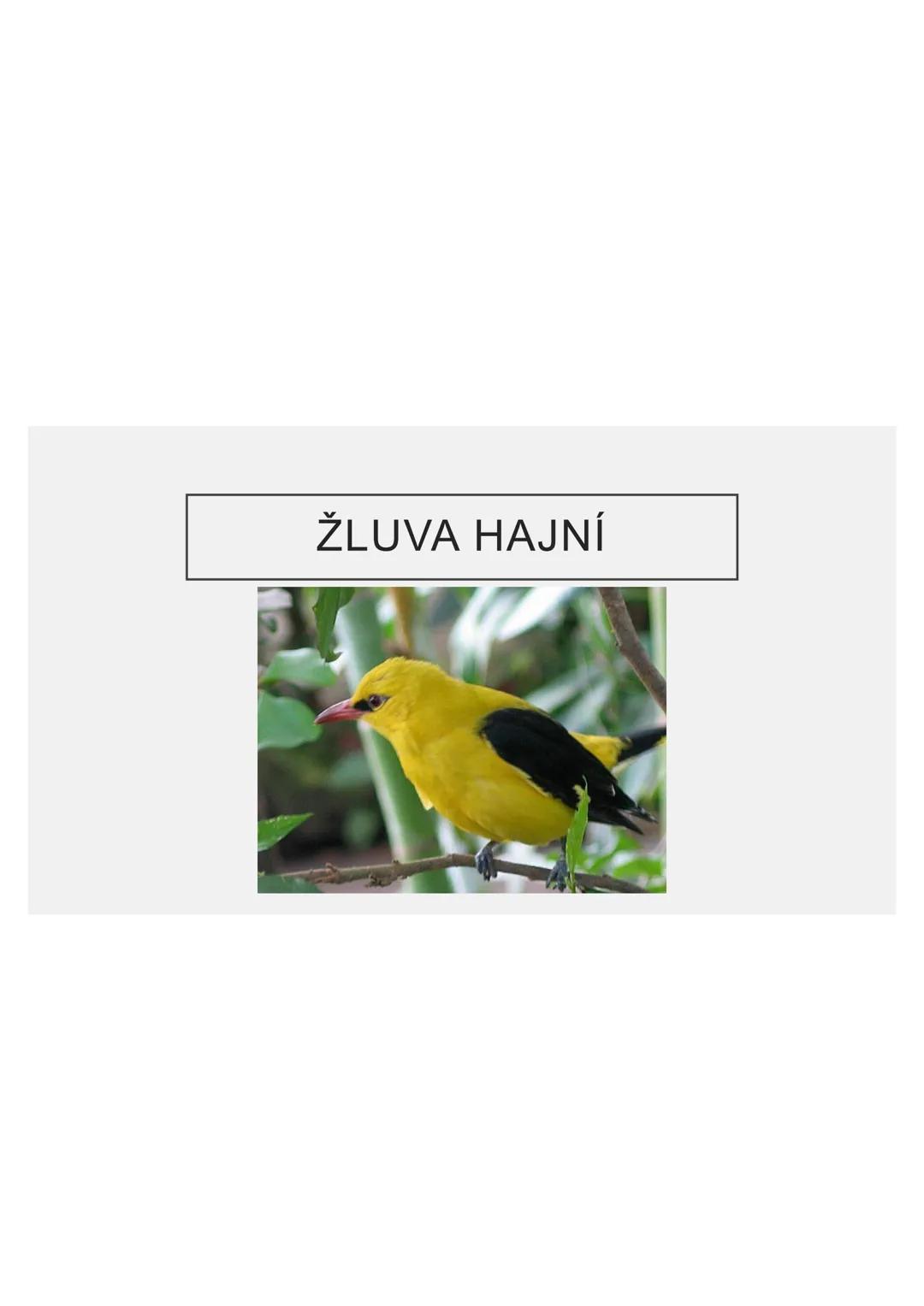 # PĚVCI --- OCR Start ---
ZNAKY
drobní až střední ptáci
nohy se 3 prsty dopředu a 1 dozadu
nohy pokryté rohovitými šupinami
složité hlasové