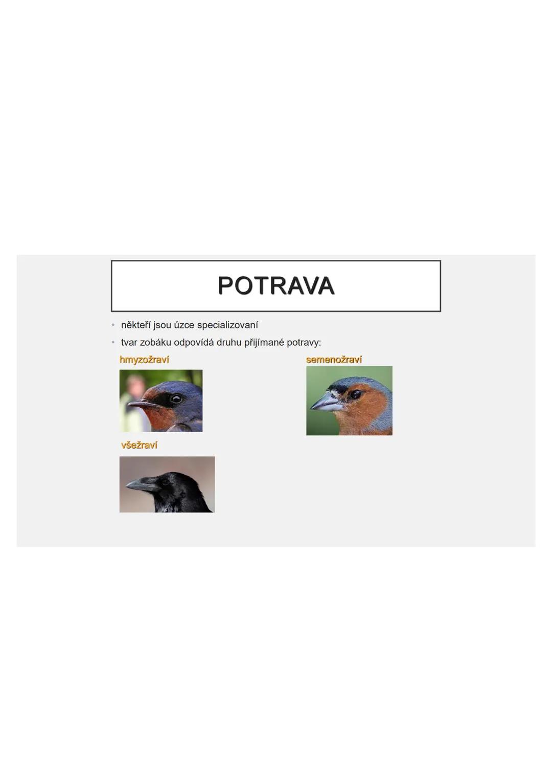 # PĚVCI --- OCR Start ---
ZNAKY
drobní až střední ptáci
nohy se 3 prsty dopředu a 1 dozadu
nohy pokryté rohovitými šupinami
složité hlasové