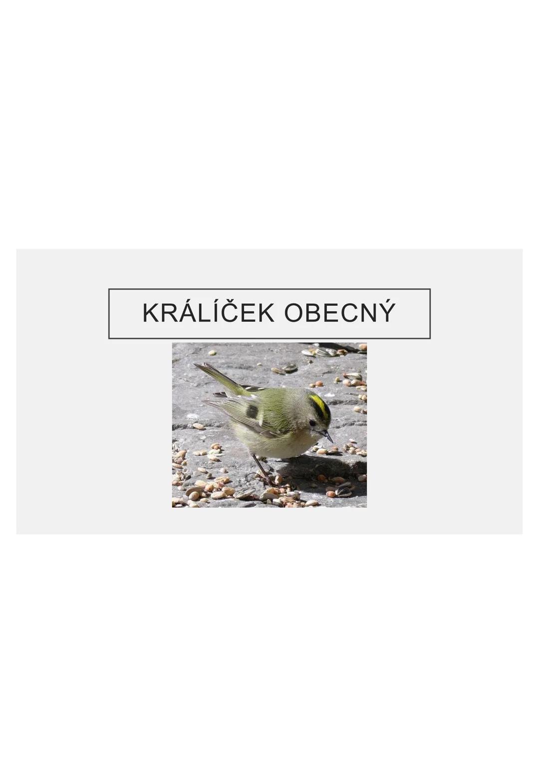 # PĚVCI --- OCR Start ---
ZNAKY
drobní až střední ptáci
nohy se 3 prsty dopředu a 1 dozadu
nohy pokryté rohovitými šupinami
složité hlasové
