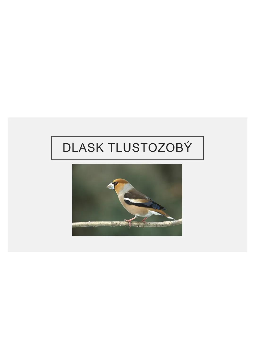 # PĚVCI --- OCR Start ---
ZNAKY
drobní až střední ptáci
nohy se 3 prsty dopředu a 1 dozadu
nohy pokryté rohovitými šupinami
složité hlasové