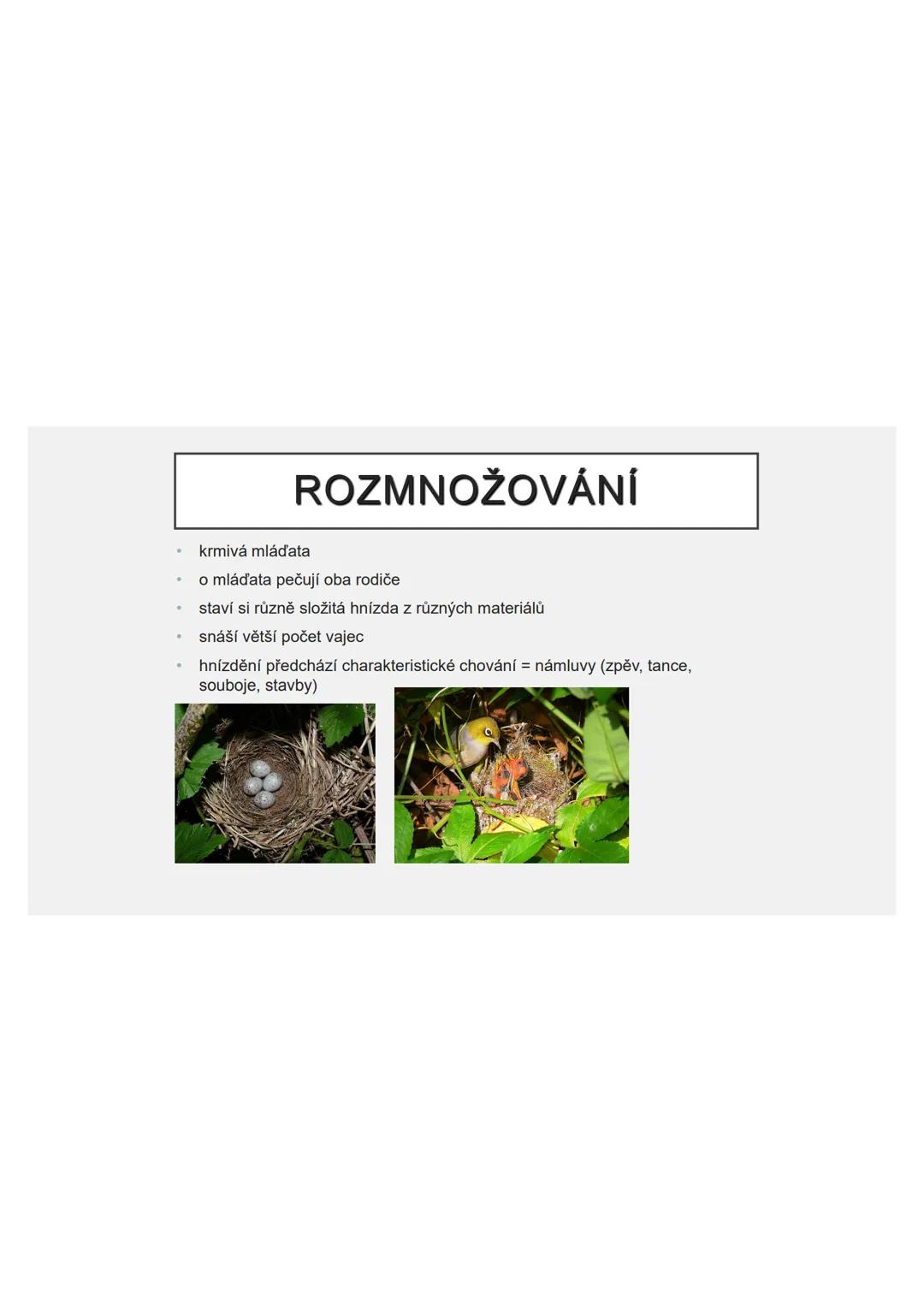 # PĚVCI --- OCR Start ---
ZNAKY
drobní až střední ptáci
nohy se 3 prsty dopředu a 1 dozadu
nohy pokryté rohovitými šupinami
složité hlasové