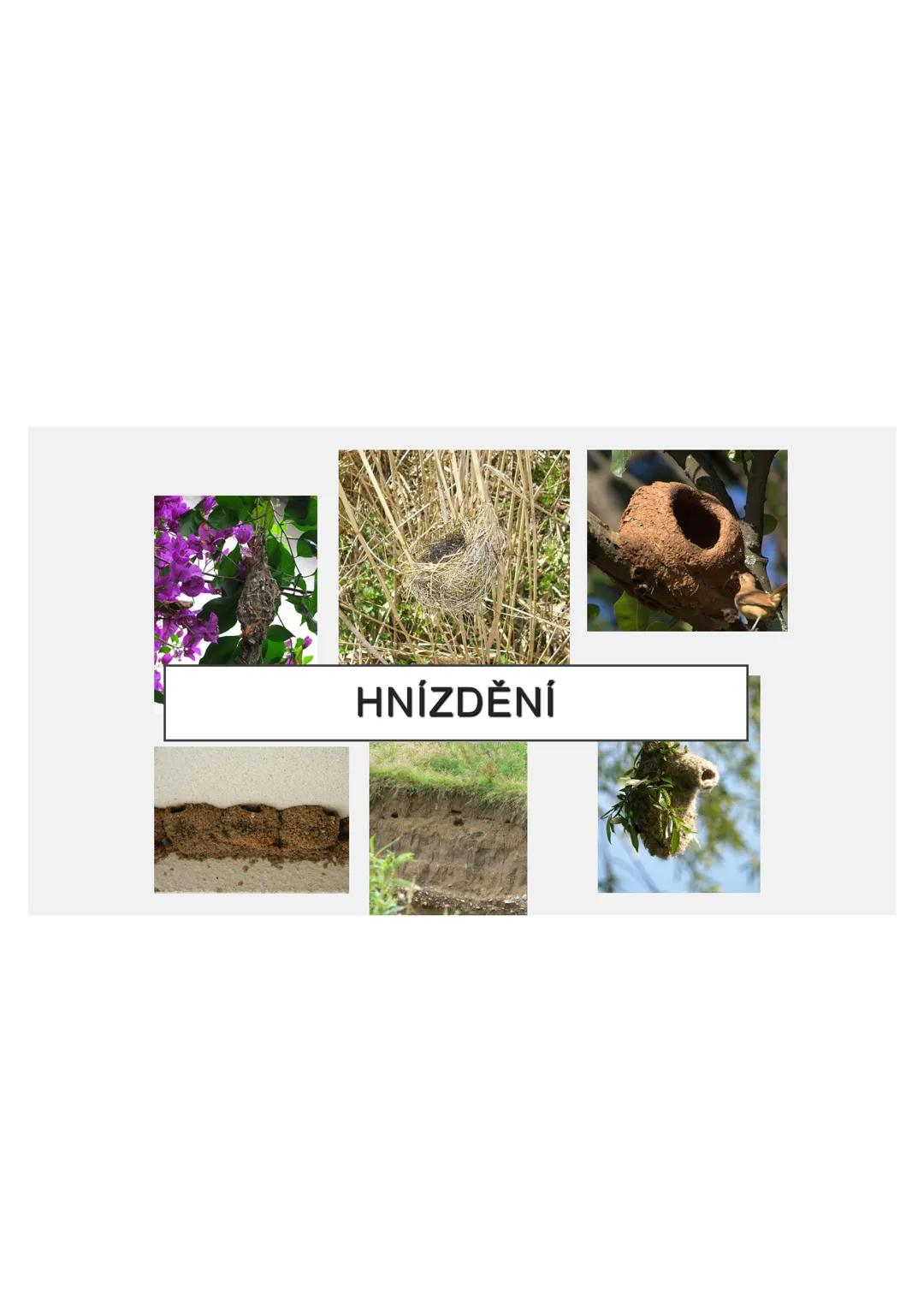# PĚVCI --- OCR Start ---
ZNAKY
drobní až střední ptáci
nohy se 3 prsty dopředu a 1 dozadu
nohy pokryté rohovitými šupinami
složité hlasové