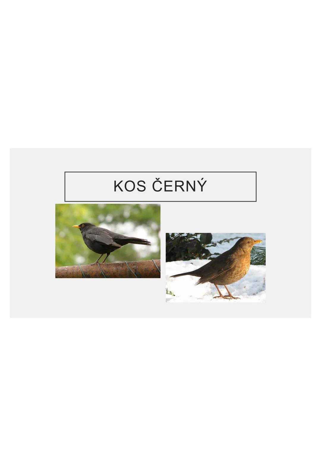 # PĚVCI --- OCR Start ---
ZNAKY
drobní až střední ptáci
nohy se 3 prsty dopředu a 1 dozadu
nohy pokryté rohovitými šupinami
složité hlasové