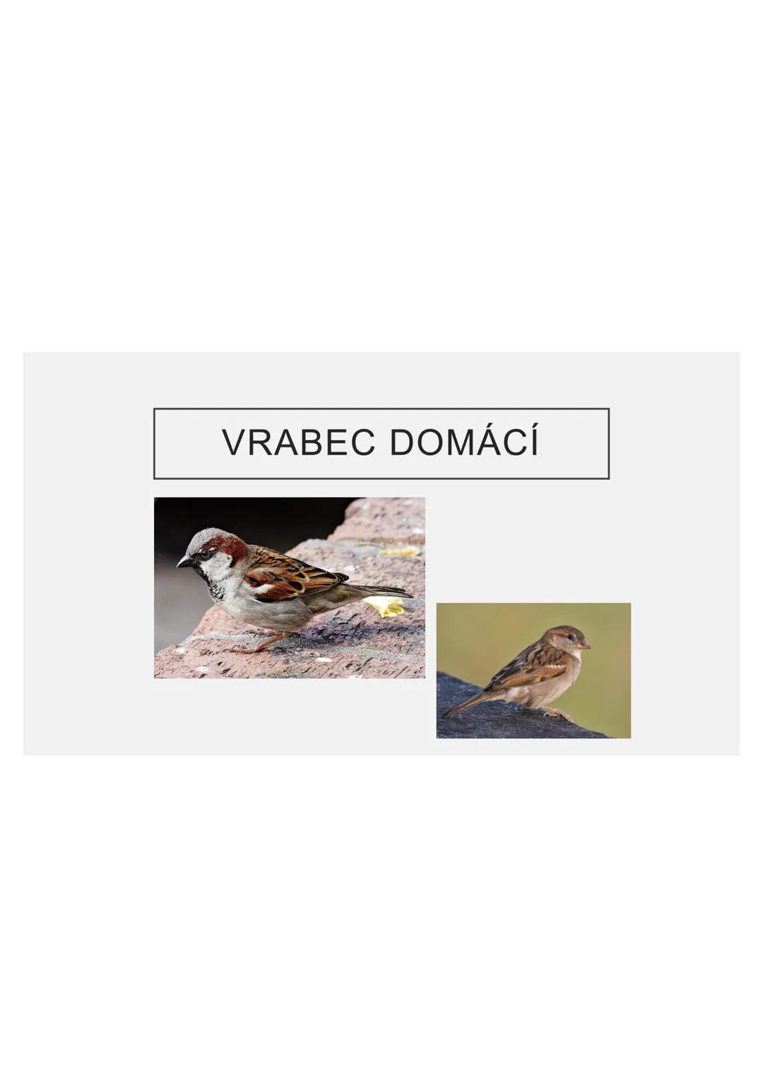 # PĚVCI --- OCR Start ---
ZNAKY
drobní až střední ptáci
nohy se 3 prsty dopředu a 1 dozadu
nohy pokryté rohovitými šupinami
složité hlasové