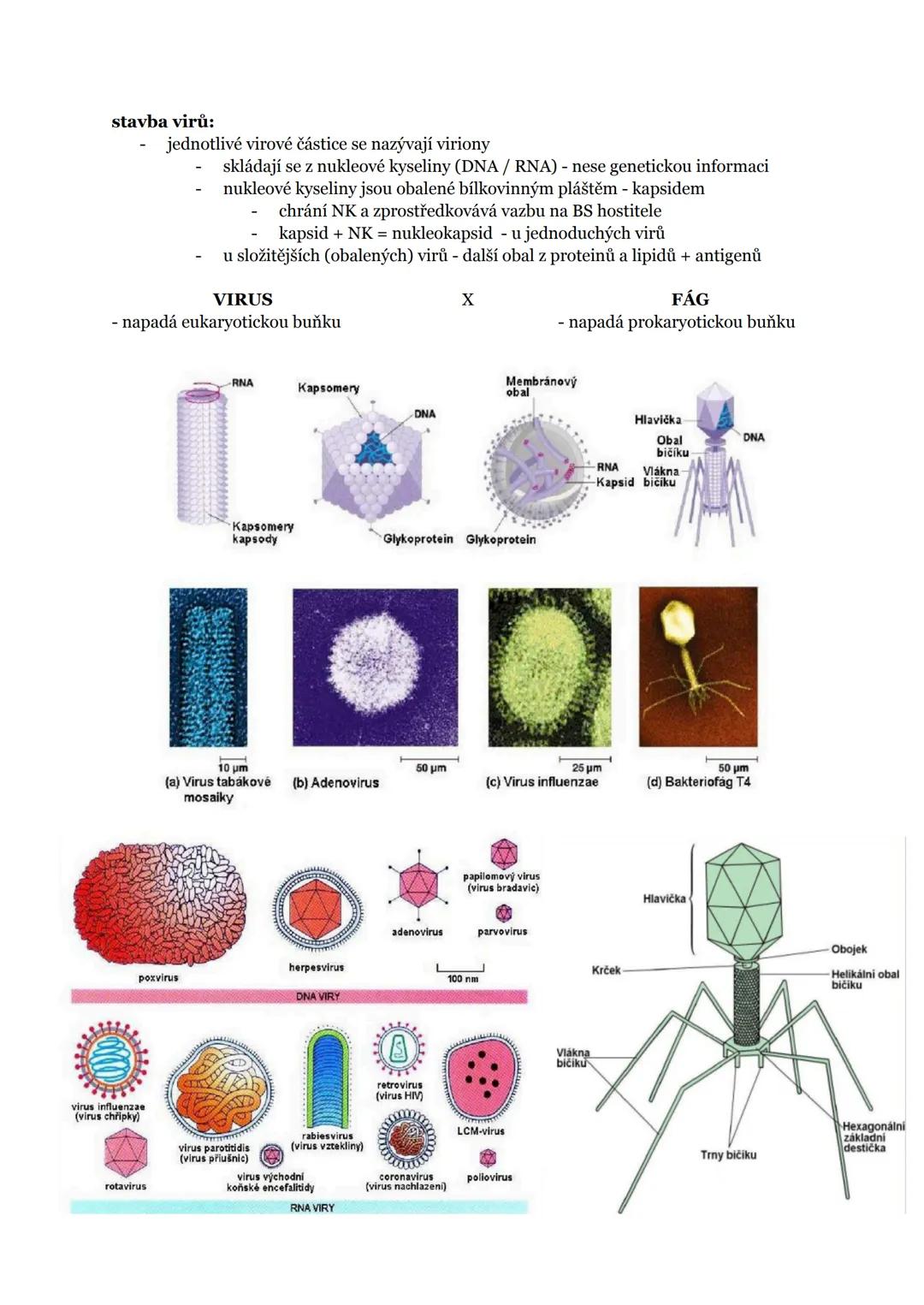 I. MO - NEBUNĚČNÉ ORGANISMY A IMUNITA
1. obecná charakteristika virů
2. odlišnost virů od ostatních živých organismů
3. rozdělení a stavba v