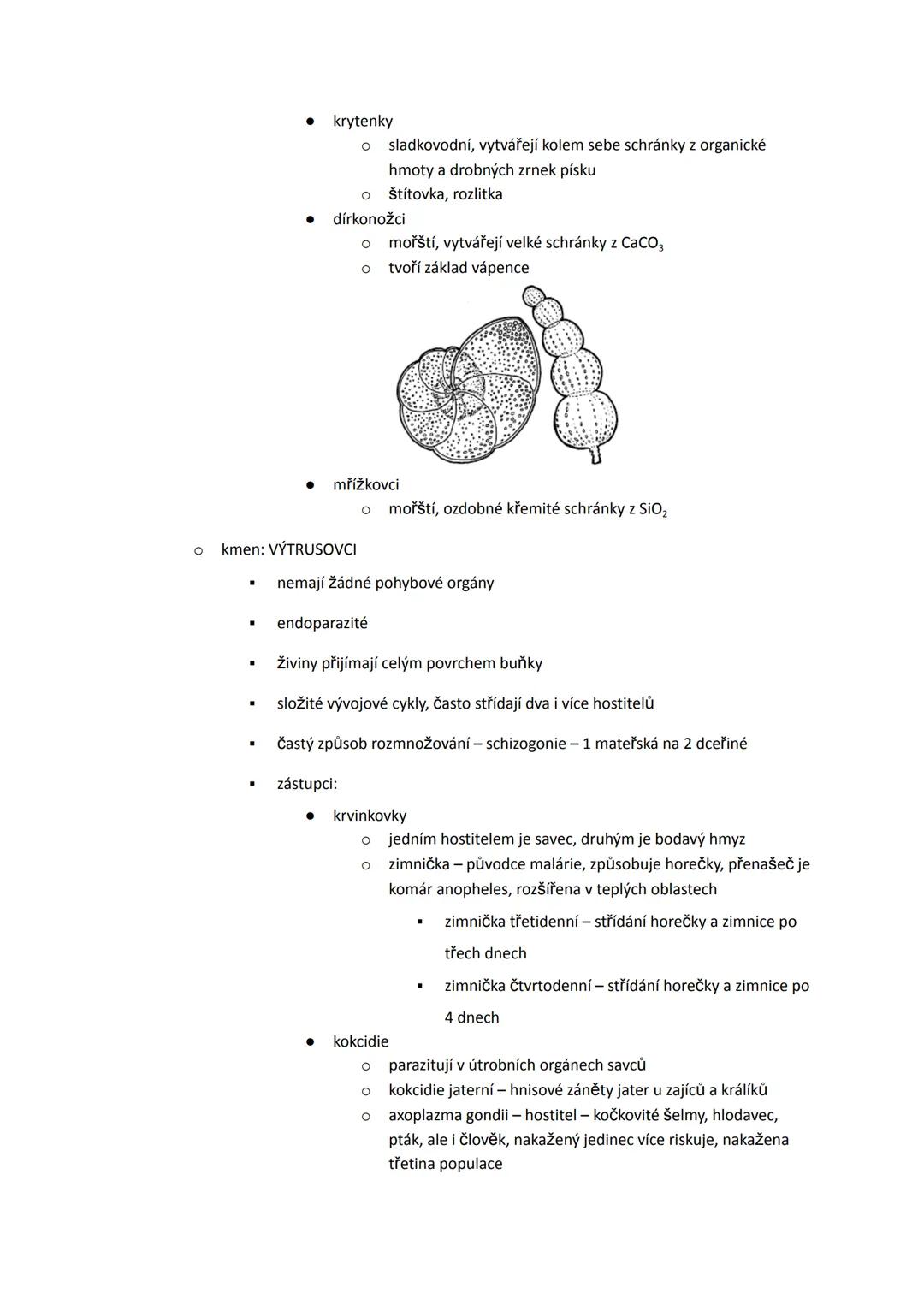 --- OCR Start ---
PRVOCI
- heterotrofní, eukaryotické organismy, jejichž tělo tvoří jedna buňka
- kosmopolitní rozšíření
- rozkladači
-