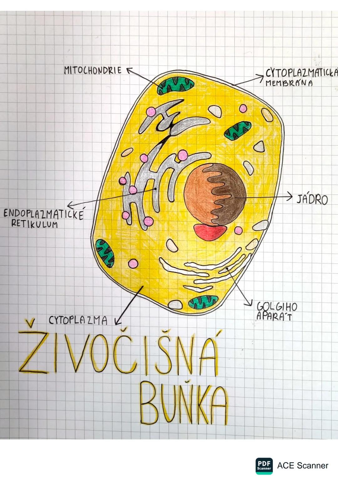 Popis a náčet živoćišné buňky